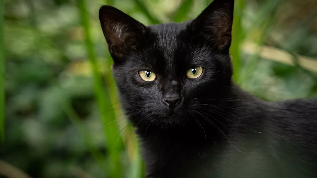 Les Alpins font partie des plus superstitieux de France