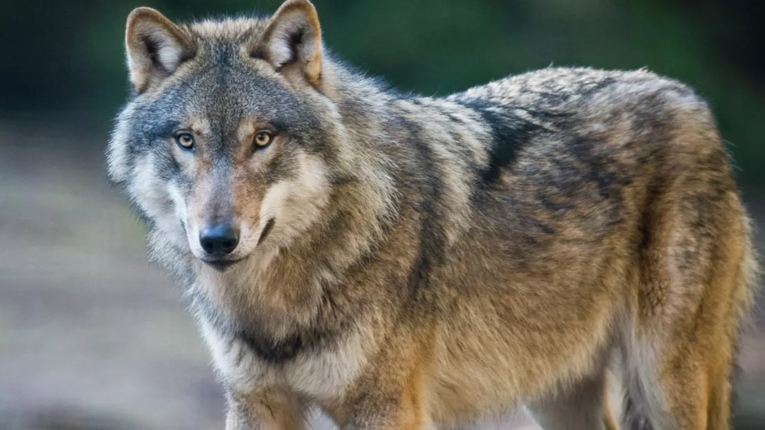 Les conditions de dérogations aux tirs du loup modifiées