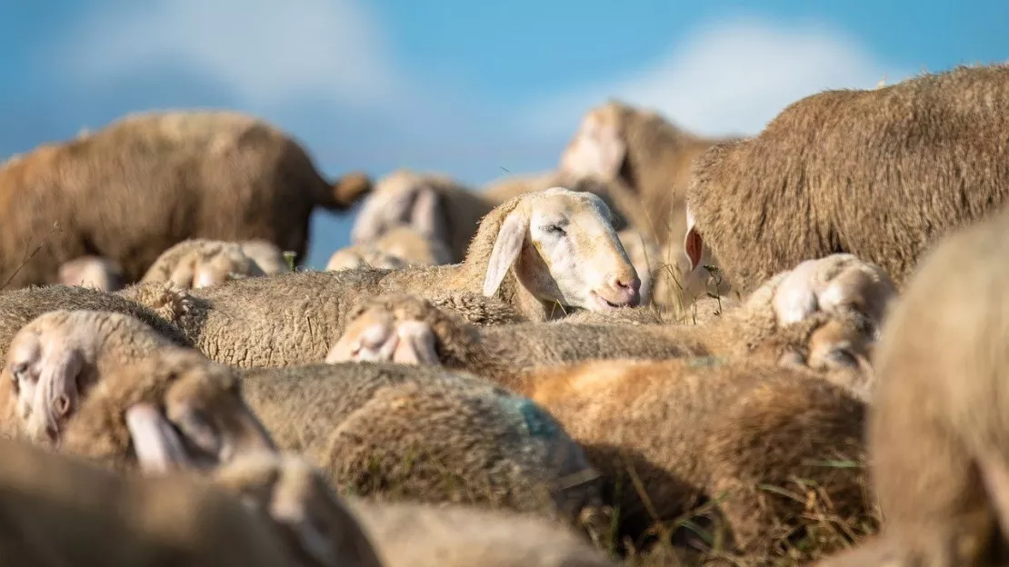 Les Hautes-Alpes bientôt en zone régulée face à la fièvre catarrhale ovine de type 3 ?