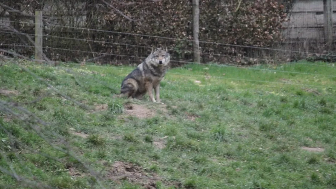 Tirs autorisés sur des loups en Alpes-de-Haute-Provence : nouveau recours de One Voice