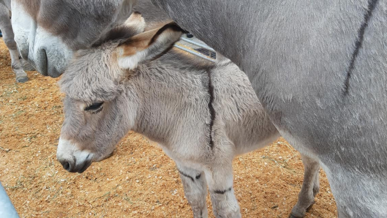 La Foire Saint-Michel sans bétail à Barcelonnette La Foire Saint-Michel sans bétail à Barcelonnette