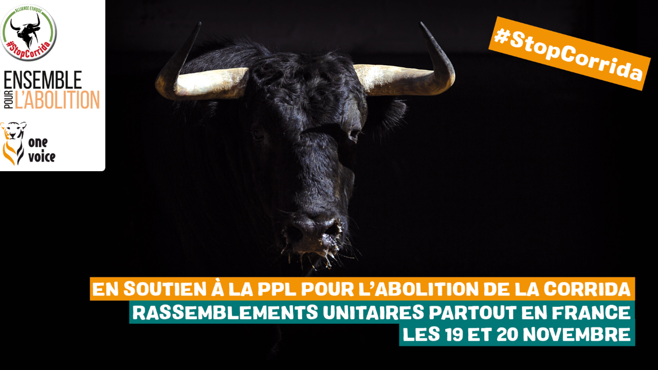 Haute-Provence : pour dire non à la corrida, One Voice se mobilise à Digne les Bains