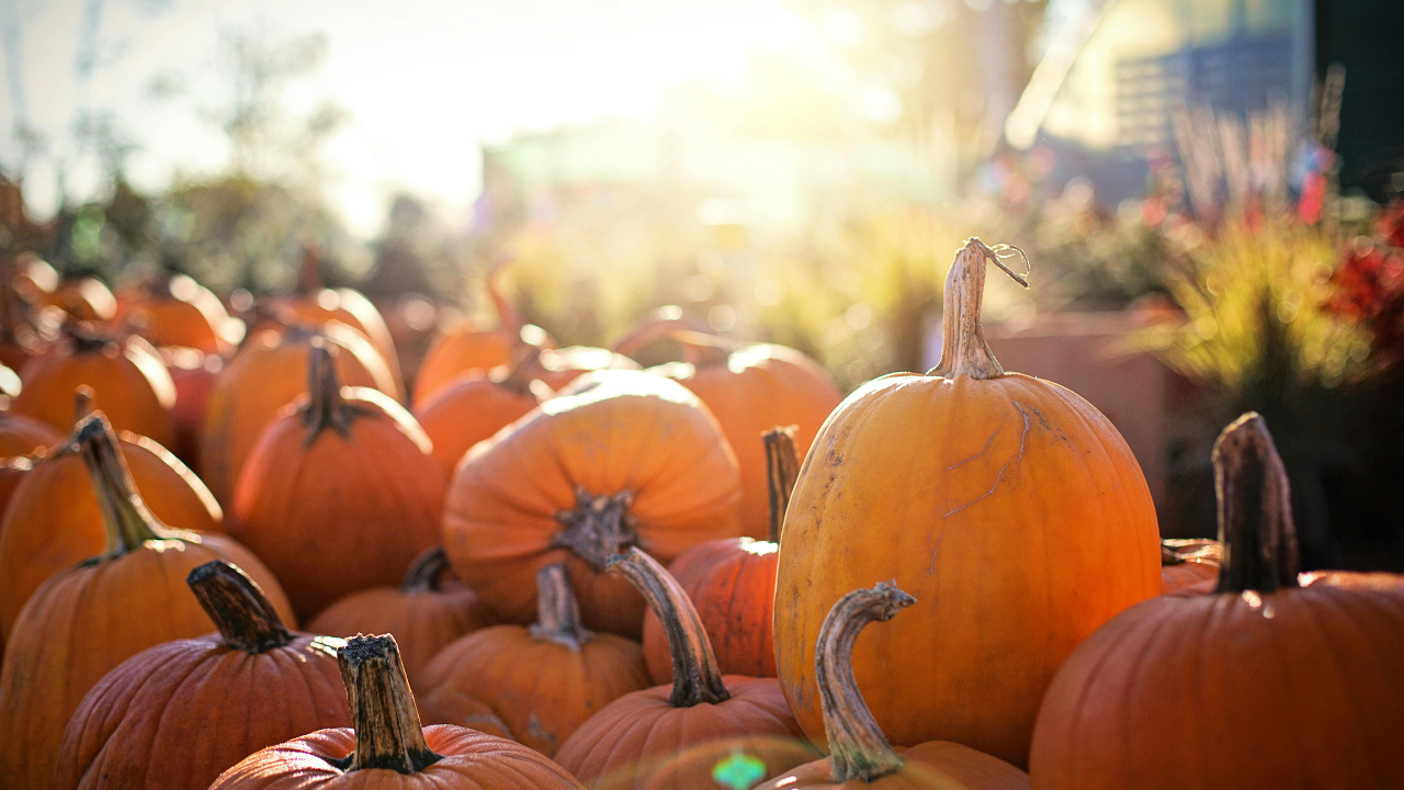 Alpes du Sud : 5 endroits pour faire le plein de citrouilles Alpes du Sud : 5 endroits pour faire le plein de citrouilles
