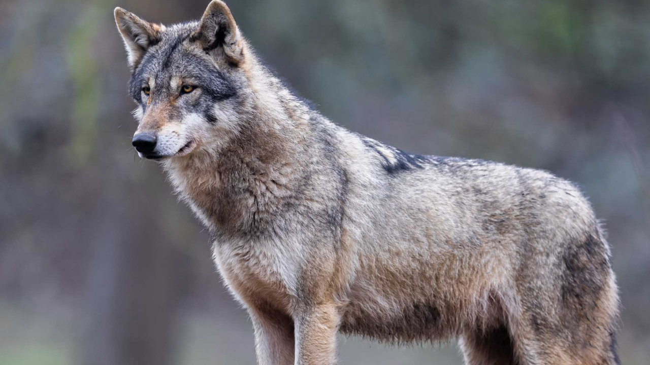 Alpes du Sud : des propos « irresponsables » de Ursula von der Leyen Alpes du Sud : des propos « irresponsables » de Ursula von der Leyen