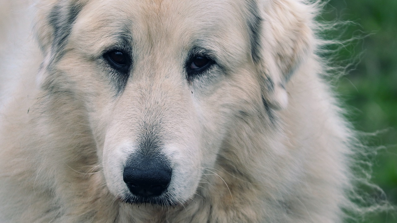 Alpes du Sud : face à un patou, quels gestes adopter ?