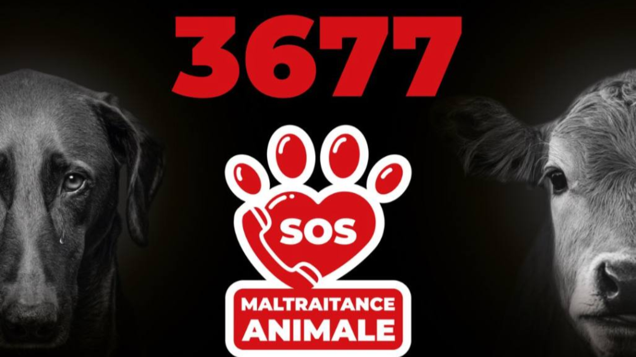 Alpes du Sud : le 3677, un numéro pour signaler les cas de maltraitance animale Alpes du Sud : le 3677, un numéro pour signaler les cas de maltraitance animale
