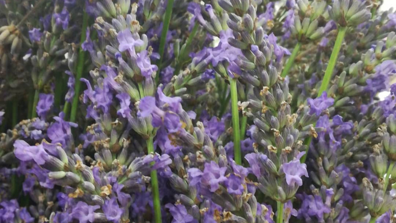 Alpes du Sud : neuf millions d’euros de la Commission Européenne pour le secteur lavandicole Alpes du Sud : neuf millions d’euros de la Commission Européenne pour le secteur lavandicole