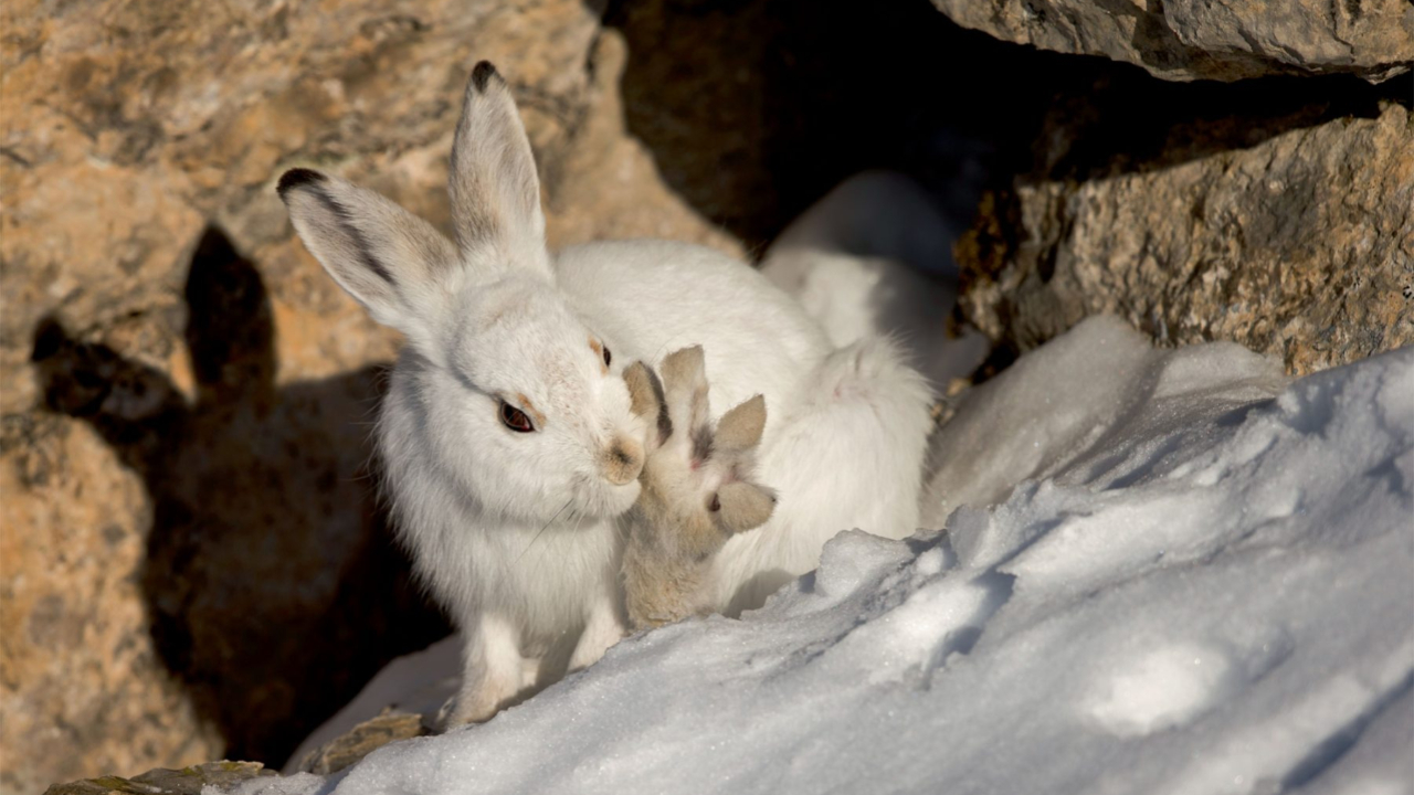 Alpes du Sud : quel avenir pour le lagopède alpin et le lièvre variable ? Alpes du Sud : quel avenir pour le lagopède alpin et le lièvre variable ?