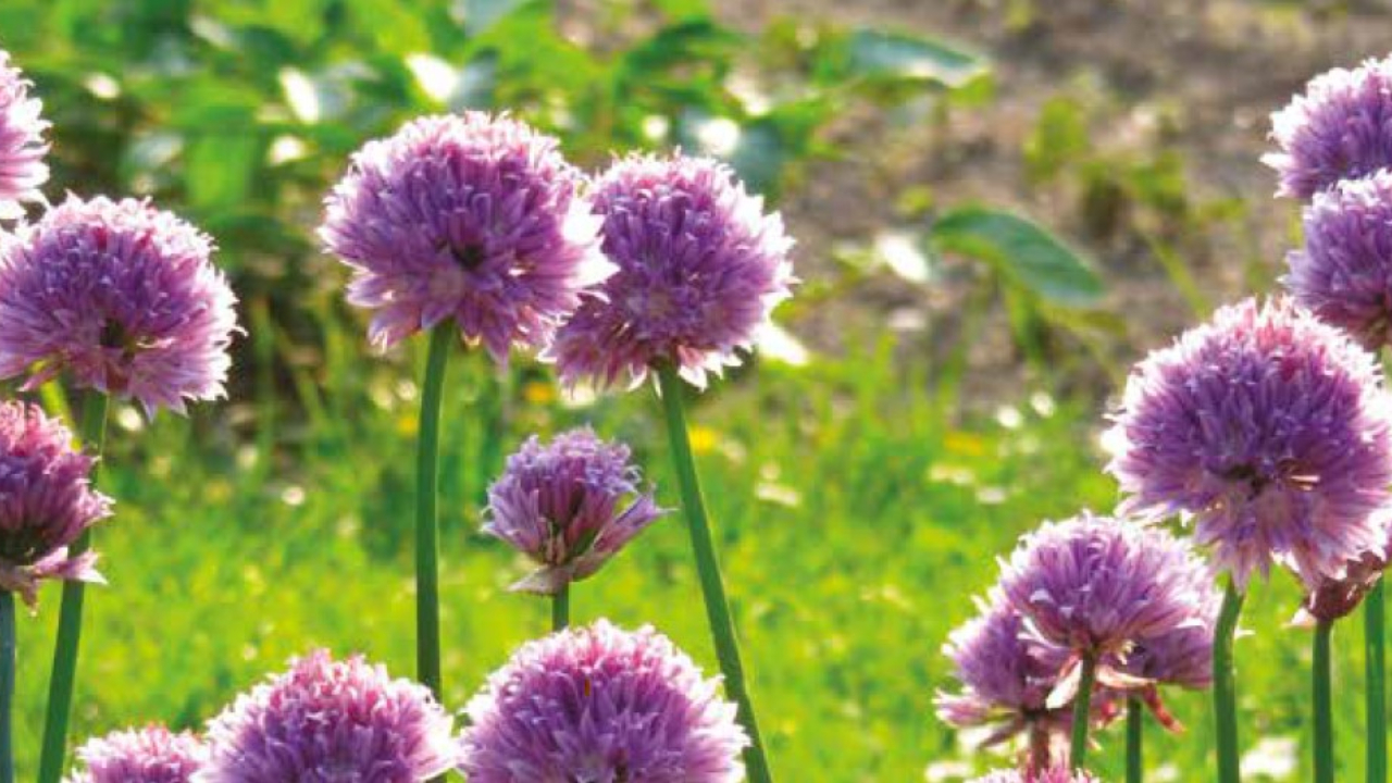 Alpes du Sud : trois fleurs pour plus de 10 communes de nos territoires Alpes du Sud : trois fleurs pour plus de 10 communes de nos territoires