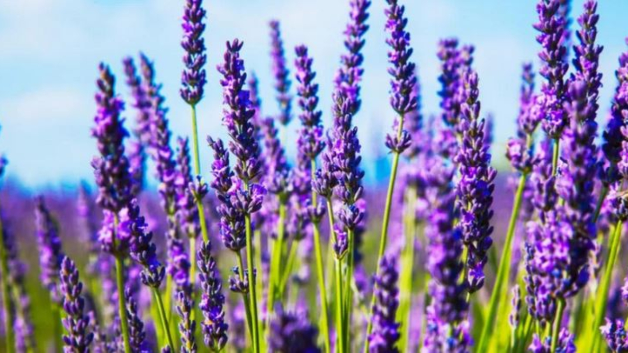 Alpes du Sud : un "ouf" de soulagement pour les producteurs de lavande Alpes du Sud : un "ouf" de soulagement pour les producteurs de lavande