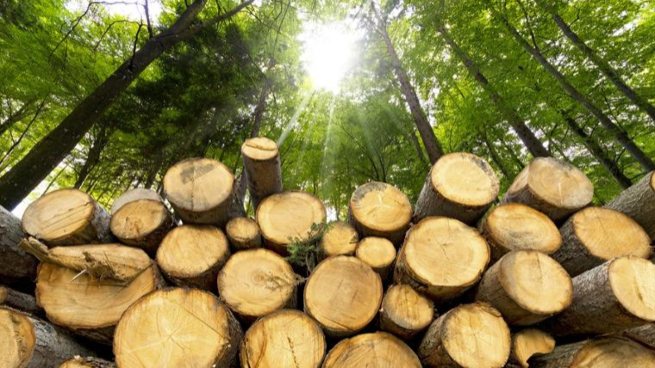 Alpes du Sud : une formation sur le bois-&eacute;nergie