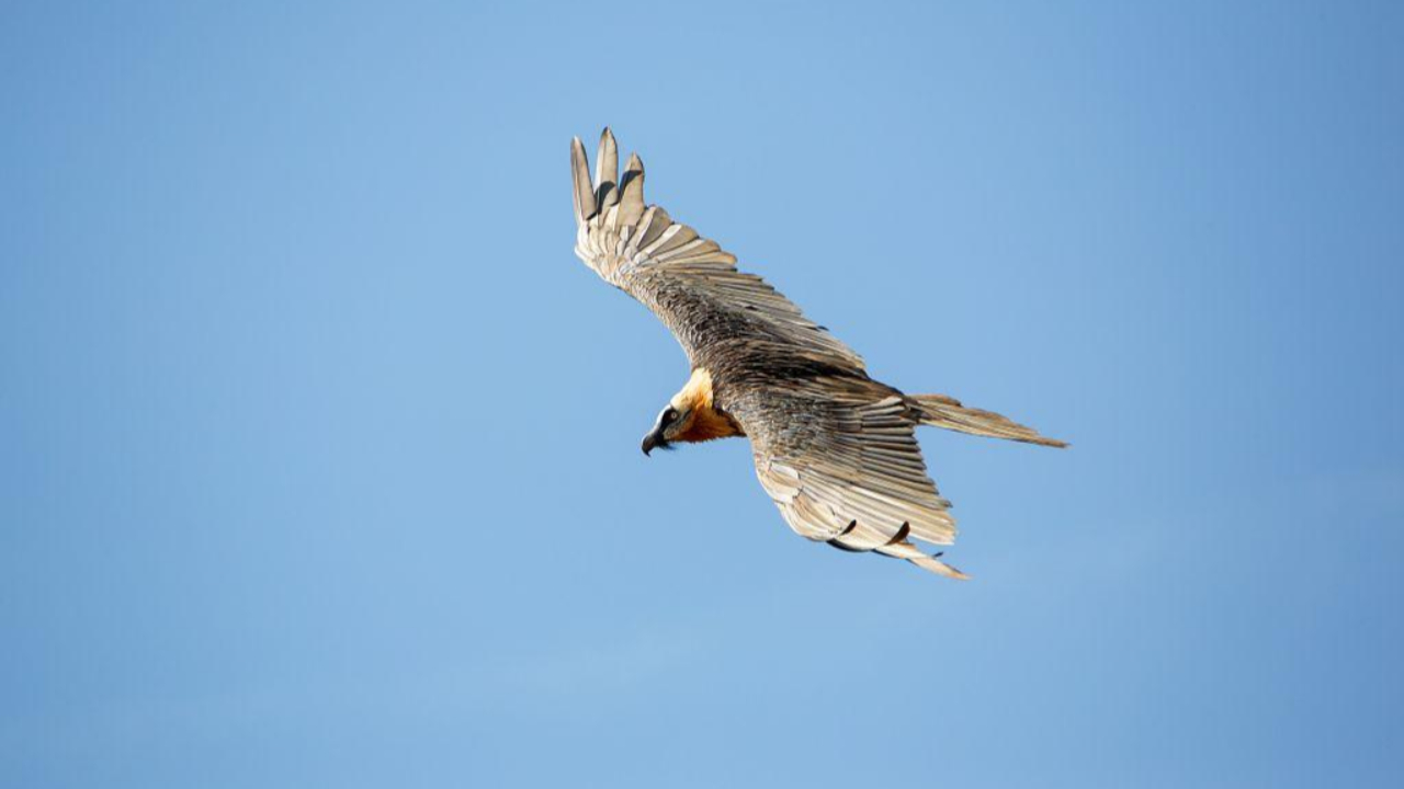 Bienvenue à Ubac, petit gypaète né dans le Parc National des Écrins