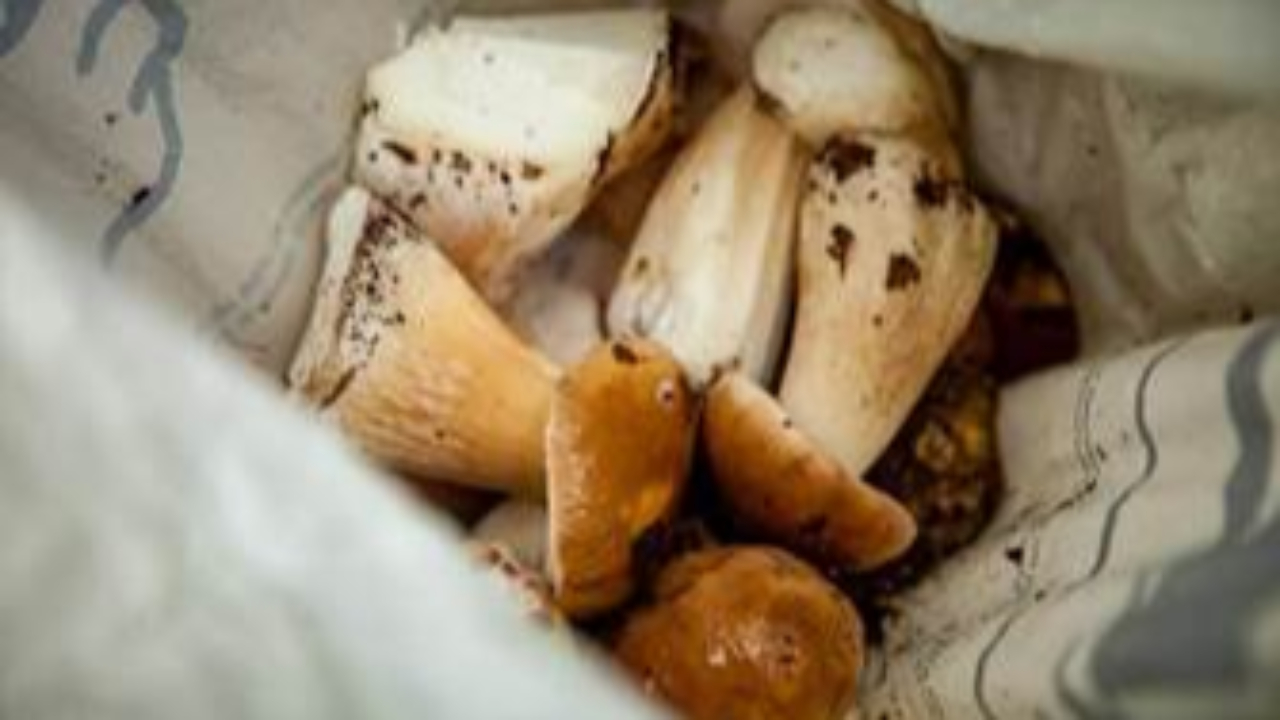 Champignons, au-delà de 5 kg ramassés, c'est l'amende Champignons, au-delà de 5 kg ramassés, c'est l'amende