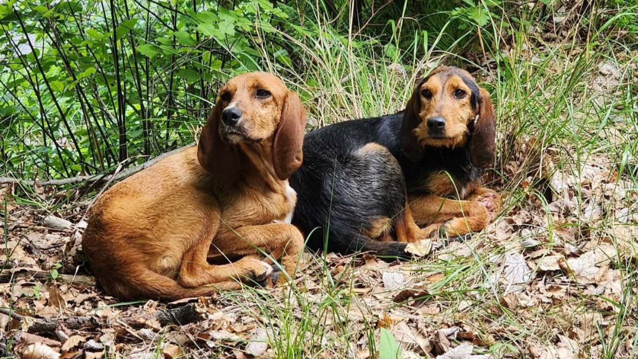 Chiens perdus, un refuge lance un appel à témoins