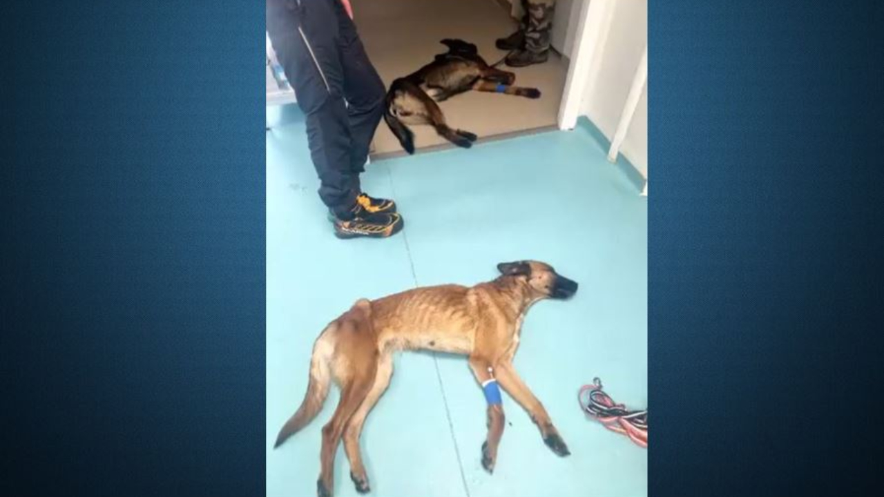 Comment vont les deux chiens retrouvés enfermés dans une cabane d’altitude dans l’Ubaye ? Comment vont les deux chiens retrouvés enfermés dans une cabane d’altitude dans l’Ubaye ?