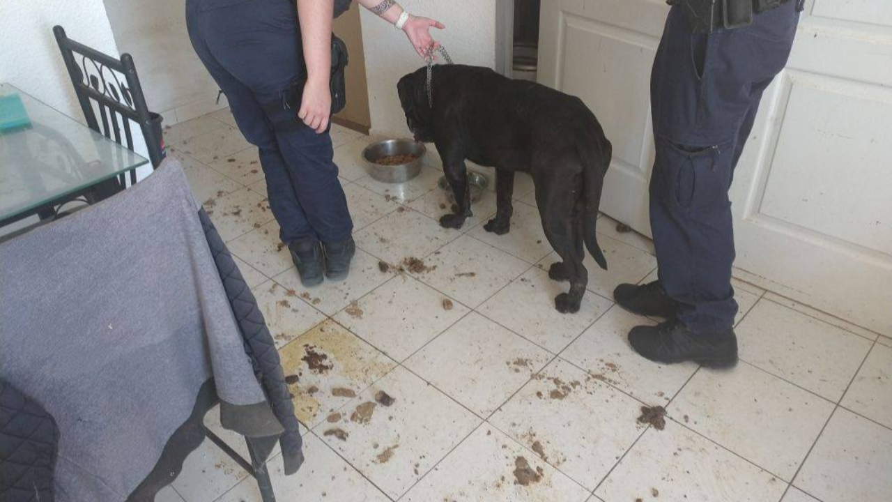 Des animaux livrés à eux-mêmes dans un appartement d'Allemagne en Provence