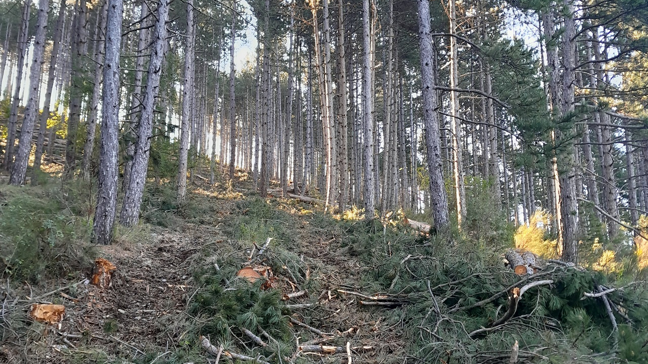 Des coupes à la Forêt du Bès de Digne les Bains "pour reboiser la France" Des coupes à la Forêt du Bès de Digne les Bains "pour reboiser la France"