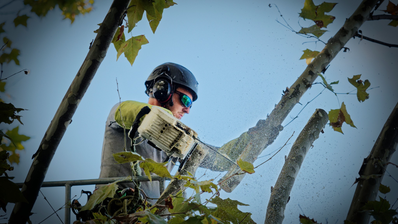 Deux platanes abattus à Manosque en début de semaine Deux platanes abattus à Manosque en début de semaine