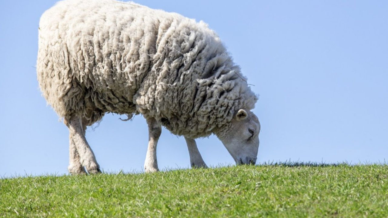 « Environ la moitié des agriculteurs vont arriver à l’âge de la retraite, d’ici 10 ans »