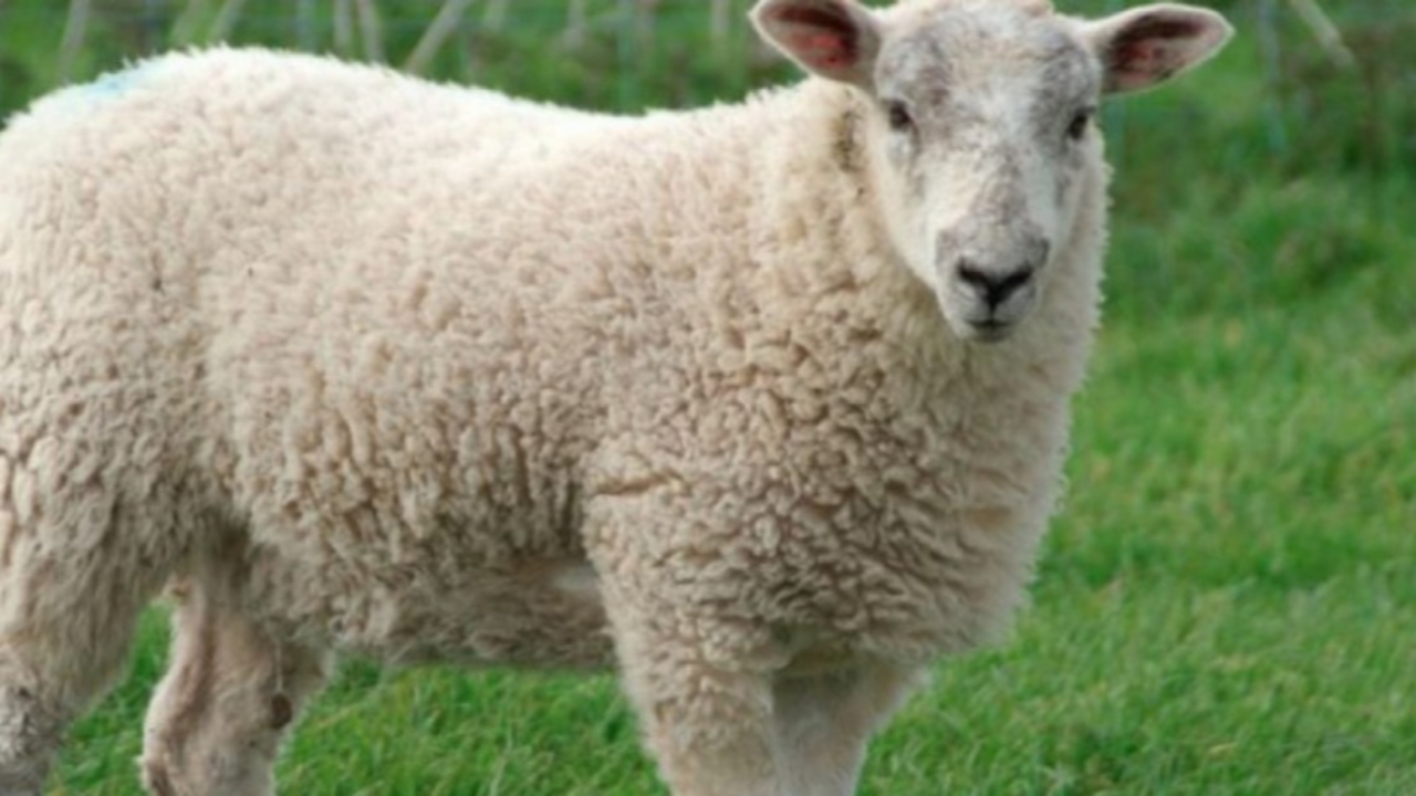 Fête de l'Aïd el Kebir : seuls les abattoirs de Gap et Guillestre sont habilités à l'abattage Fête de l'Aïd el Kebir : seuls les abattoirs de Gap et Guillestre sont habilités à l'abattage