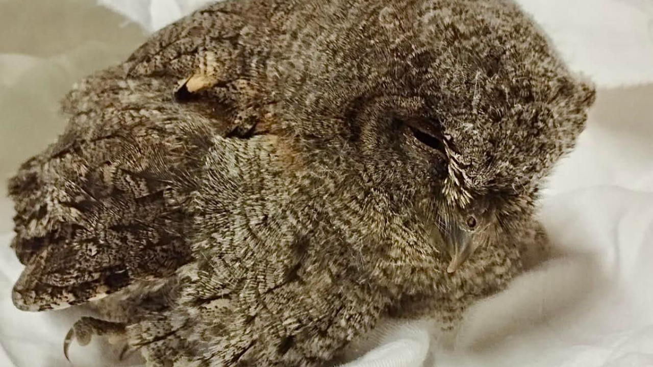 Forcalquier, « ville amie des animaux »