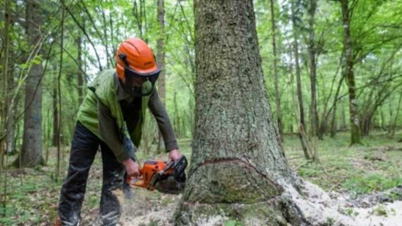 Haute-Provence : dans la peau d’un forestier le temps d’une matinée Haute-Provence : dans la peau d’un forestier le temps d’une matinée