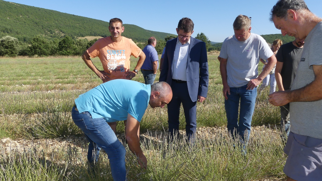 Haute-Provence : dégâts des noctuelles, deux leviers peuvent être activés Haute-Provence : dégâts des noctuelles, deux leviers peuvent être activés