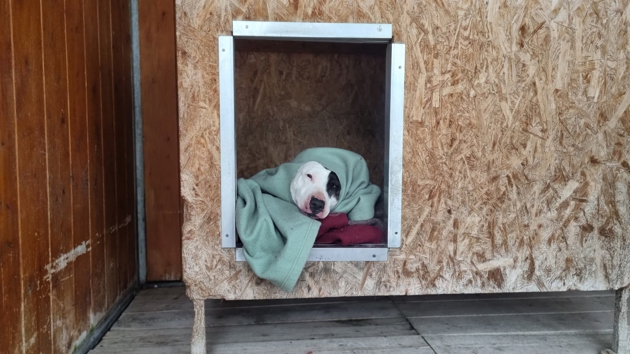 Haute-Provence : des couvertures espérées au refuge animalier de la Vallée de l’Ubaye Haute-Provence : des couvertures espérées au refuge animalier de la Vallée de l’Ubaye