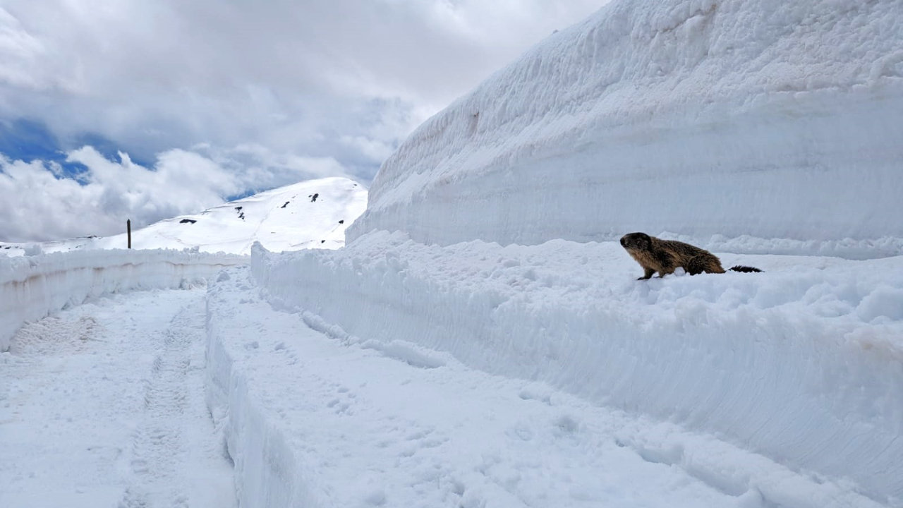 Haute-Provence : des « murs de neige » au Col de la Bonette