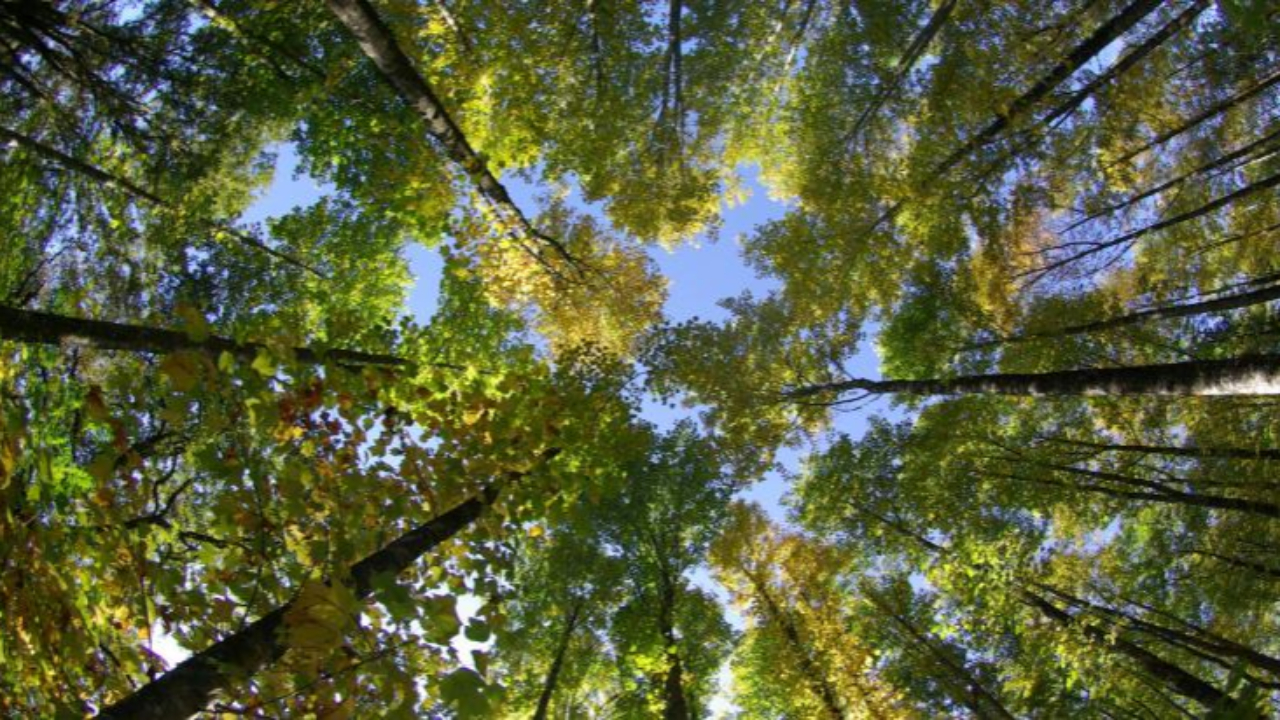 Haute-Provence : la forêt, un enjeu économique sur le territoire