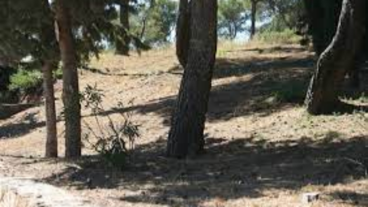 Haute-Provence : le préfet appelle à débroussailler… en prévision de la saison des feux 2024 Haute-Provence : le préfet appelle à débroussailler… en prévision de la saison des feux 2024