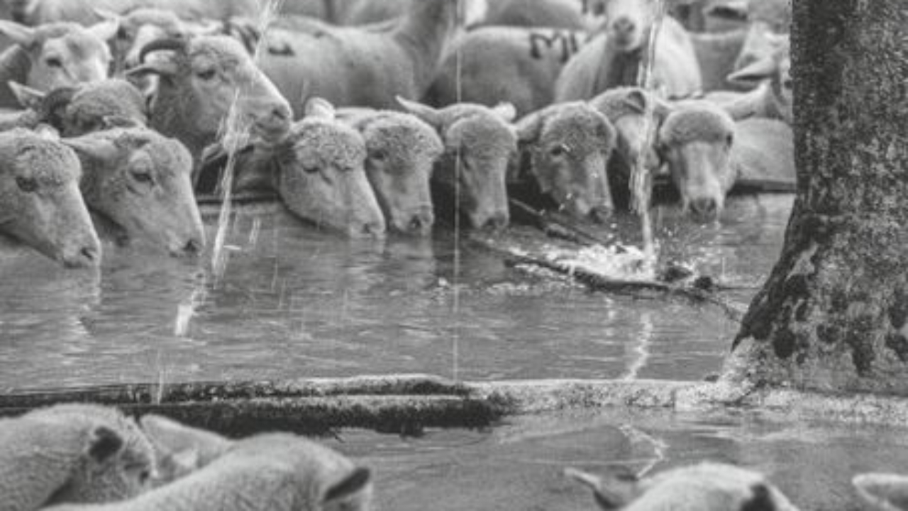 Haute-Provence : le territoire au cœur d’un numéro spécial de la revue l’Alpe