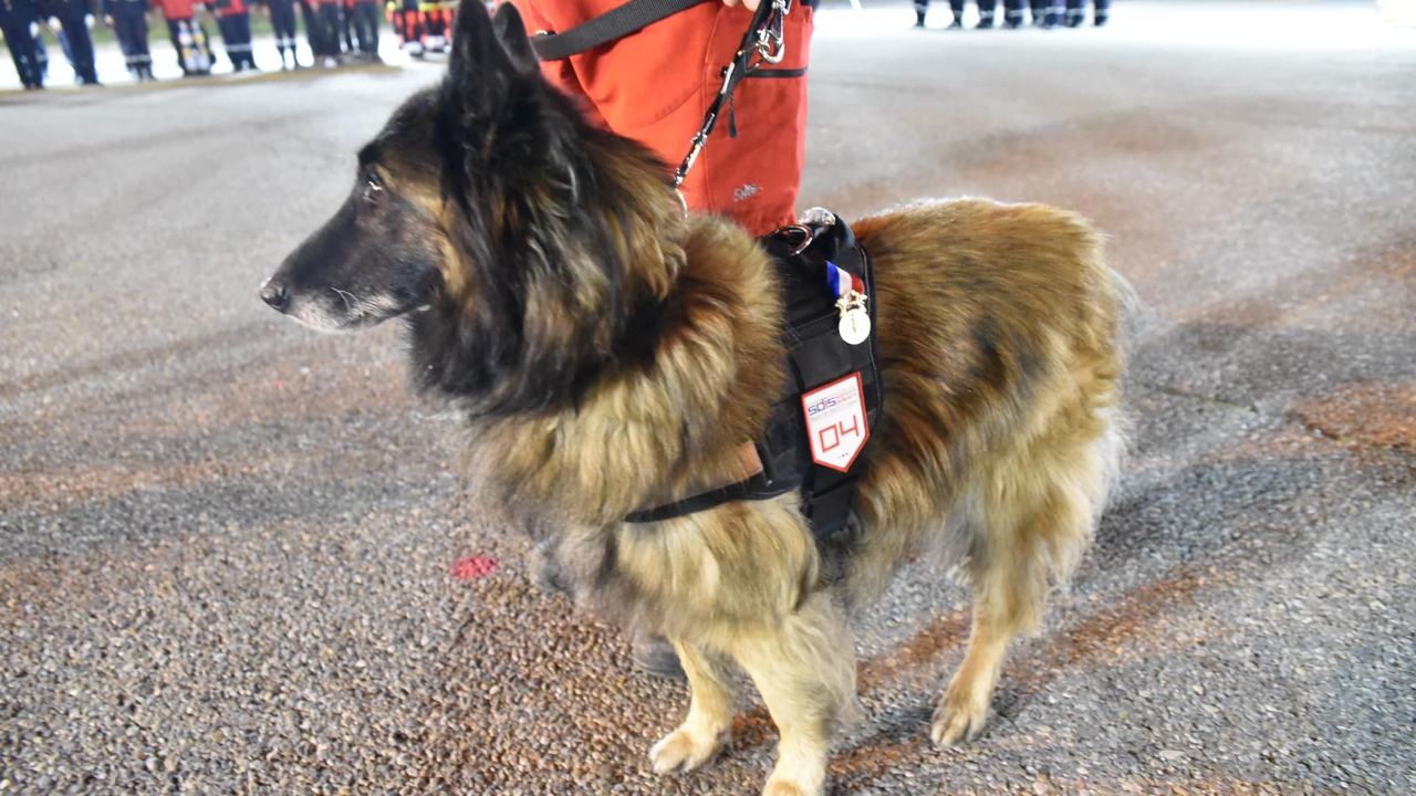 Haute-Provence : les pompiers rendent hommage à Gyptis