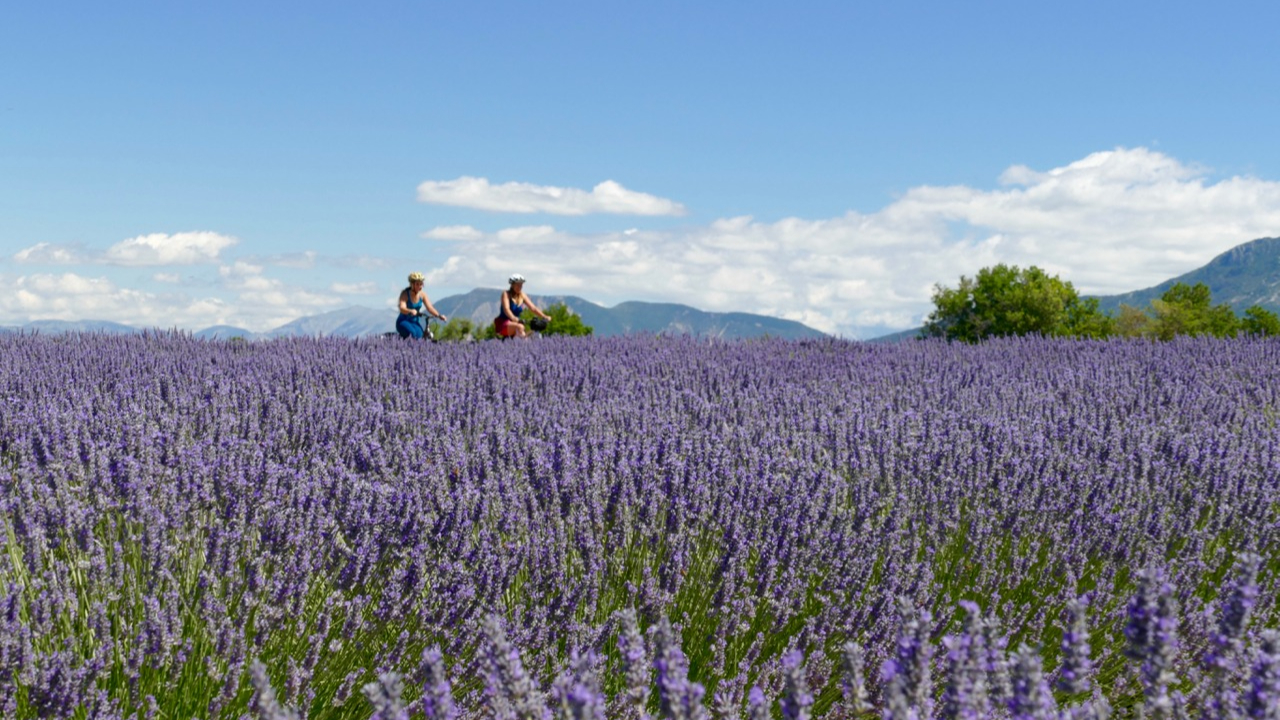 Haute-Provence : les Routes de la Lavande, un trésor local à valoriser