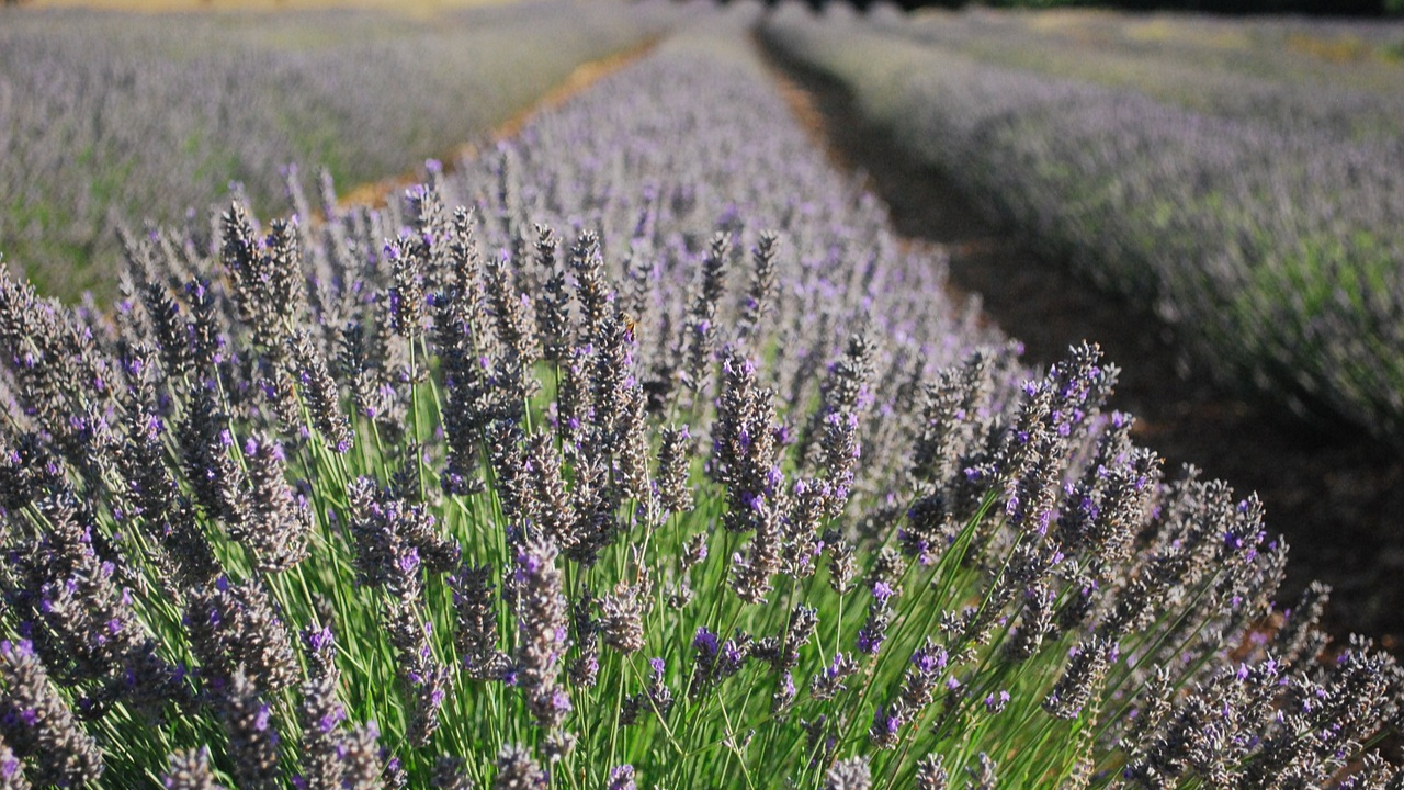 Haute-Provence : noctuelles, la nouvelle crise du lavandin Haute-Provence : noctuelles, la nouvelle crise du lavandin