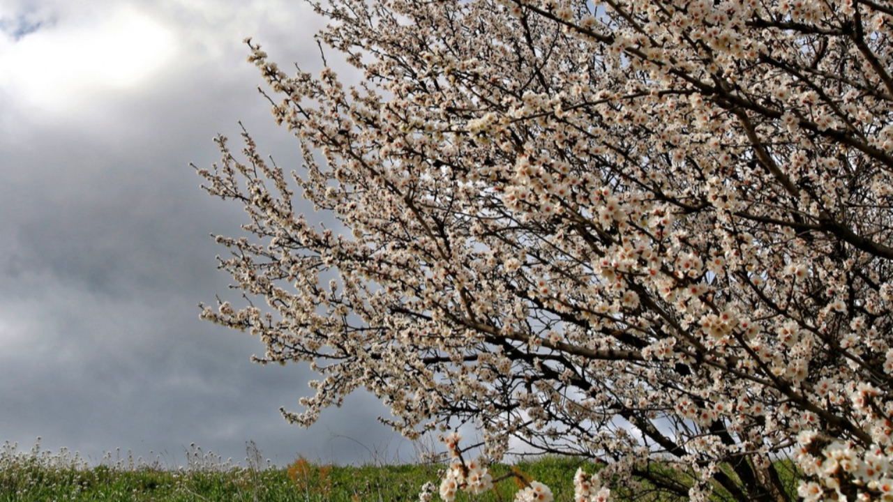 Haute-Provence : reconnaissance de calamité agricole en faveur des arboriculteurs bas-alpins Haute-Provence : reconnaissance de calamité agricole en faveur des arboriculteurs bas-alpins