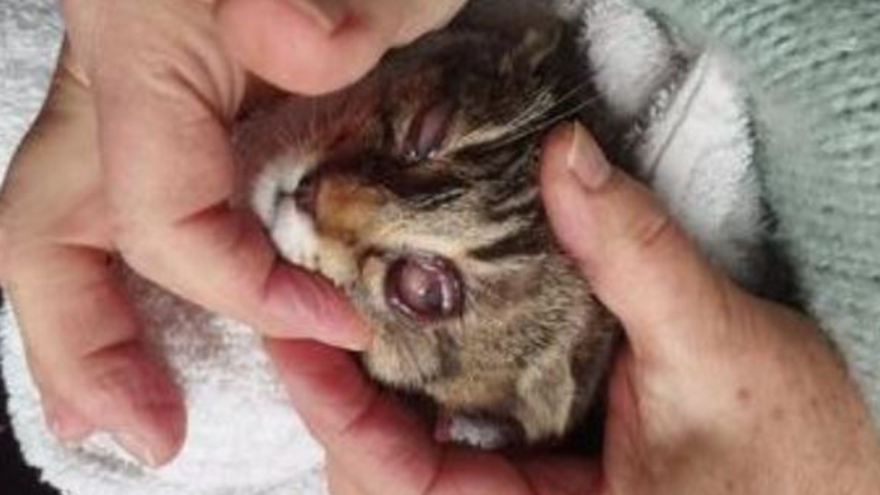 Haute-Provence : un appel à l’aide pour les chatons de la Vallée de l’Ubaye Haute-Provence : un appel à l’aide pour les chatons de la Vallée de l’Ubaye