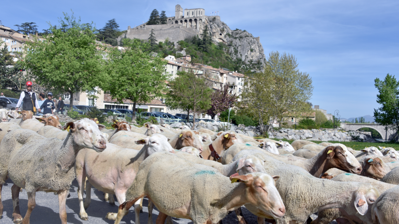 Haute-Provence : un franc succès pour la fête de l’agneau de Sisteron Haute-Provence : un franc succès pour la fête de l’agneau de Sisteron