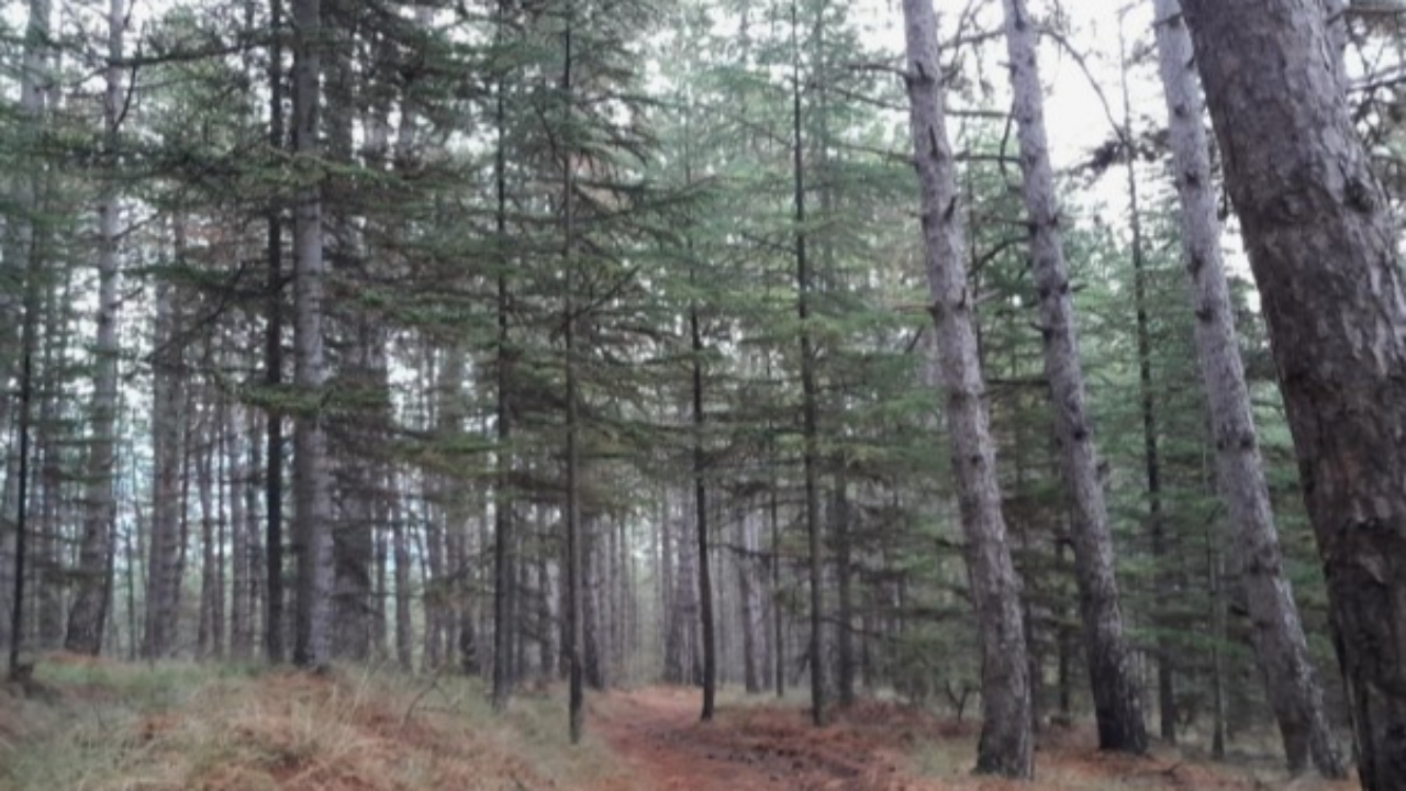 Haute-Provence : une coupe de bois en forêt domaniale du Bès à Digne les Bains Haute-Provence : une coupe de bois en forêt domaniale du Bès à Digne les Bains
