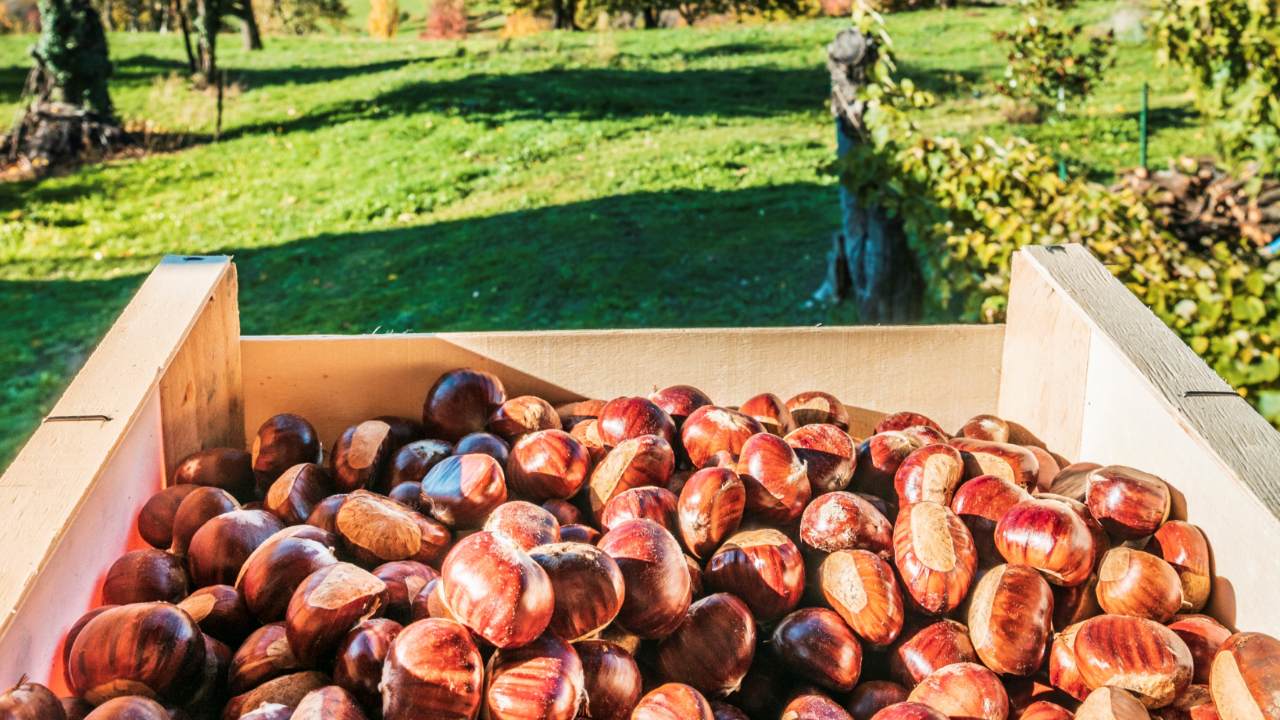 Haute-Provence : une fête de la châtaigne qui a du cœur au Fugeret