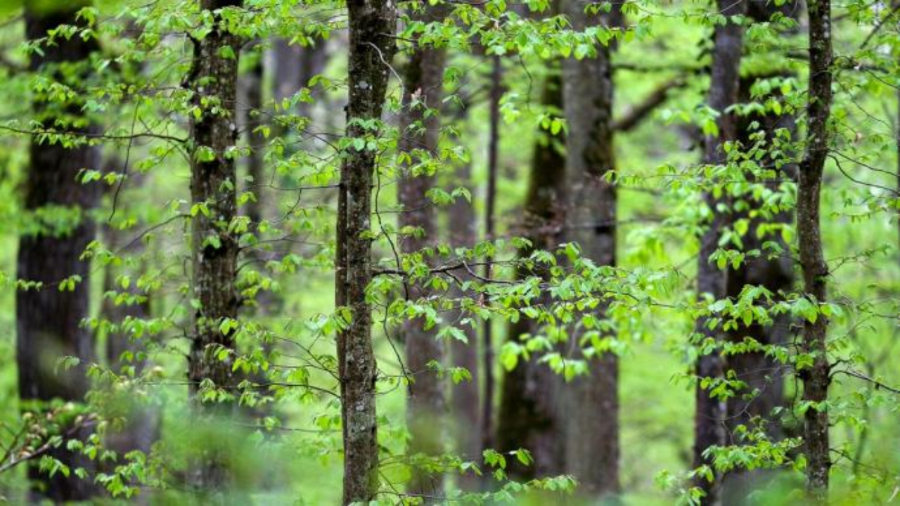 Haute-Provence : une nouvelle réserve biologique vient de voir le jour Haute-Provence : une nouvelle réserve biologique vient de voir le jour