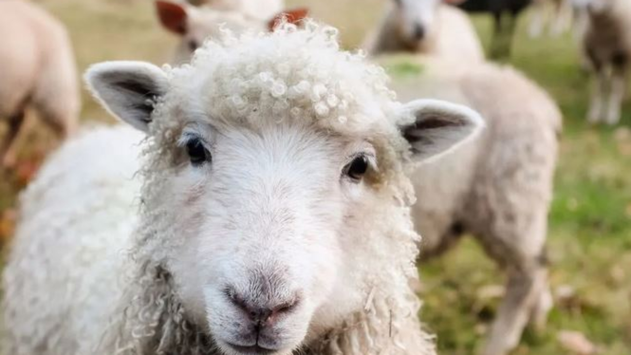 Hautes-Alpes : « c’est indécent », les chiffres de la préfecture quant aux attaques de loup ne passent pas