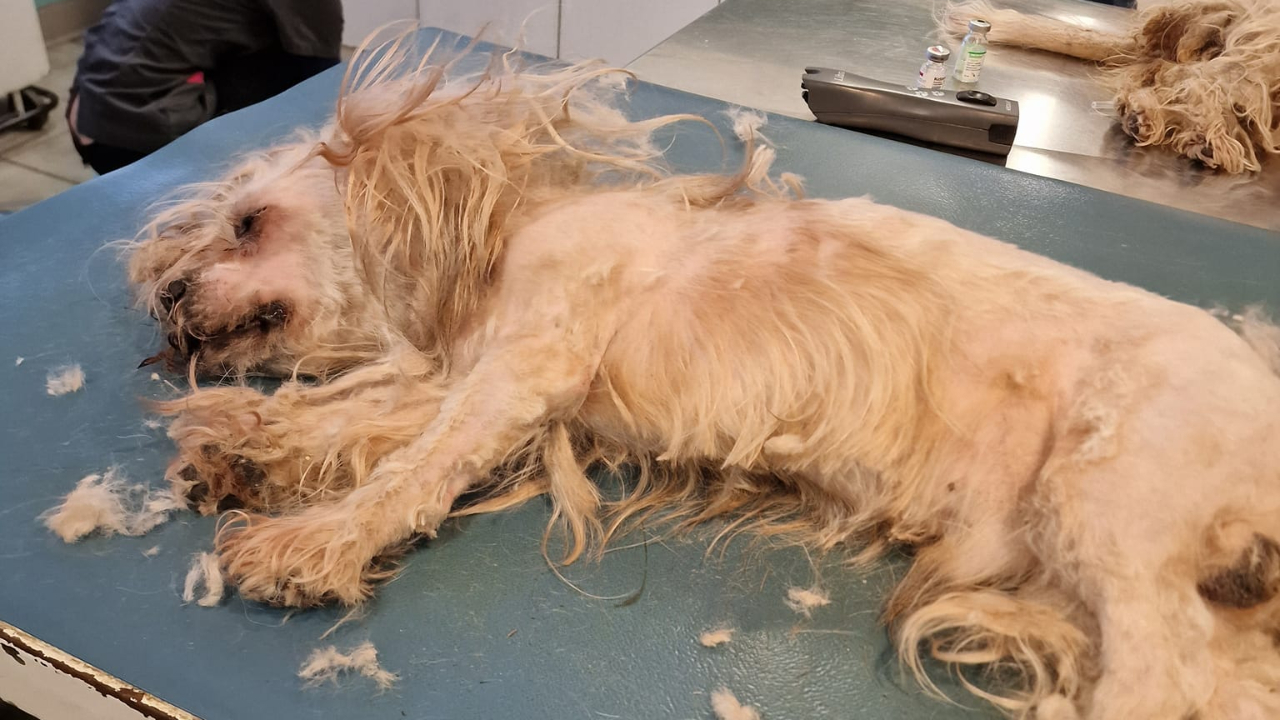 Hautes-Alpes : des familles d’accueil espérées d’urgence pour des chiens récupérés par l’APAHD Hautes-Alpes : des familles d’accueil espérées d’urgence pour des chiens récupérés par l’APAHD