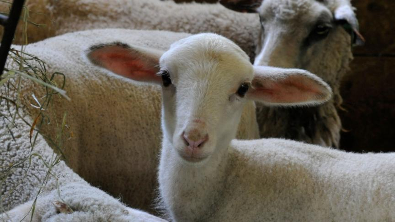 Fièvre catarrhale, les députées haut-alpines interpellent la ministre de l’Agriculture Fièvre catarrhale, les députées haut-alpines interpellent la ministre de l’Agriculture