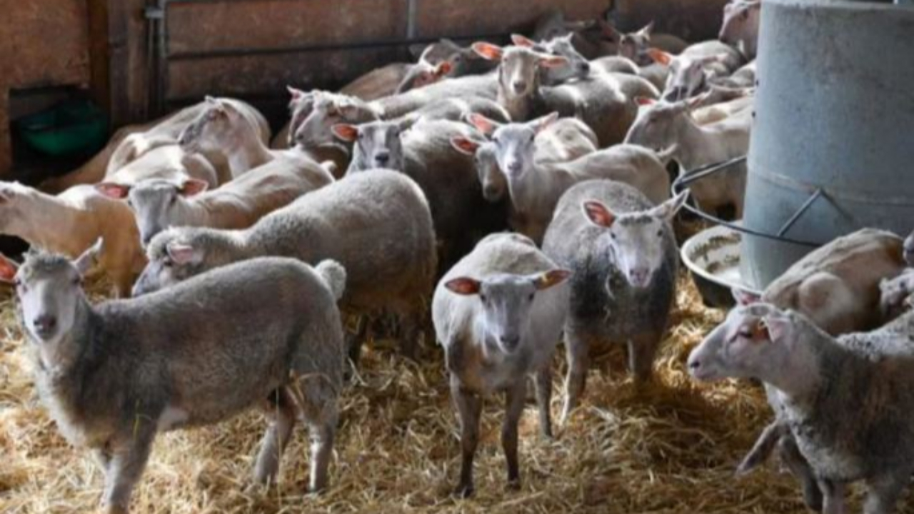Hautes-Alpes : fièvre catarrhale, « nos éleveurs ont besoin de réponses rapides », J. M Arnaud Hautes-Alpes : fièvre catarrhale, « nos éleveurs ont besoin de réponses rapides », J. M Arnaud