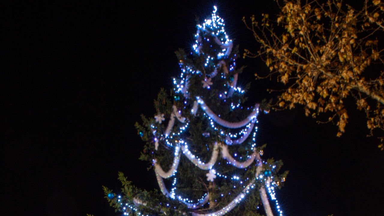 Hautes-Alpes : la ville de Gap cherche son sapin de Noël