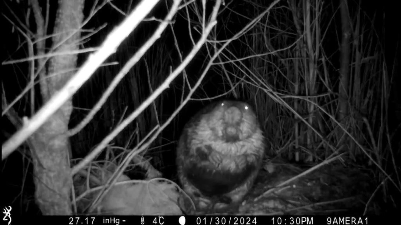 Hautes-Alpes : le castor de retour sur le Drac amont Hautes-Alpes : le castor de retour sur le Drac amont