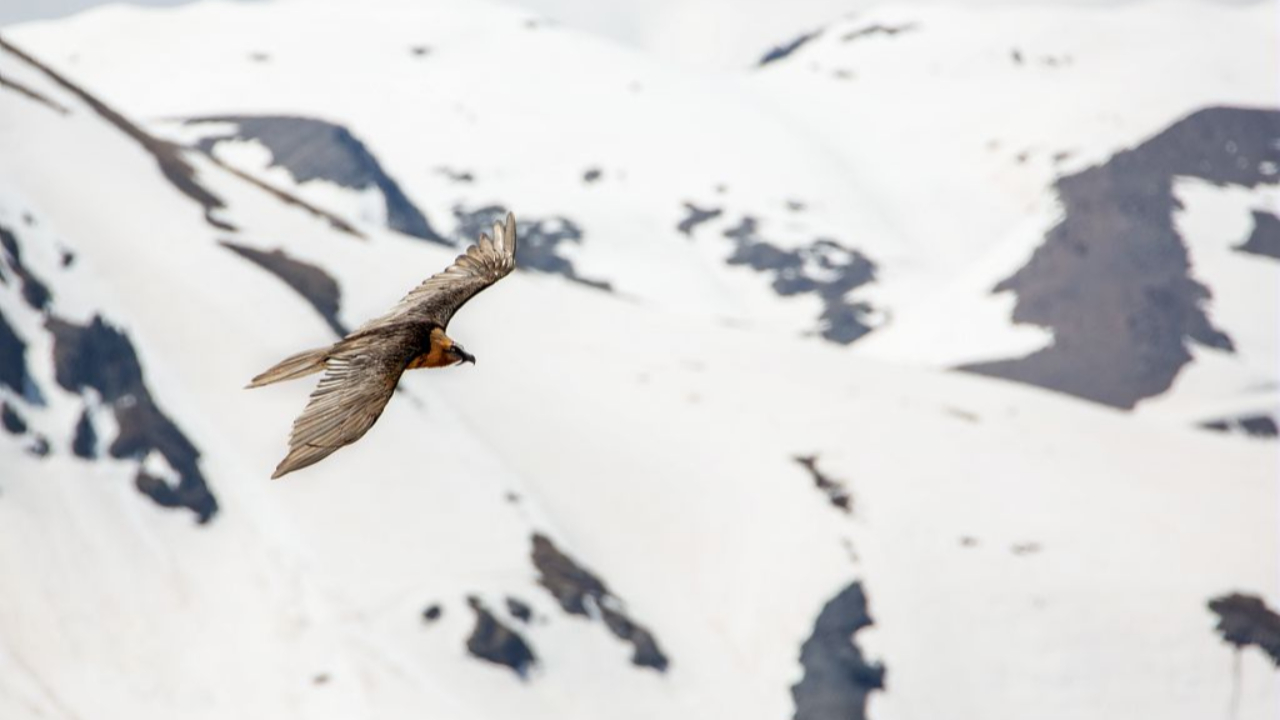 Hautes-Alpes : le Parc des Écrins attend le carnet rose de trois gypaètes Hautes-Alpes : le Parc des Écrins attend le carnet rose de trois gypaètes
