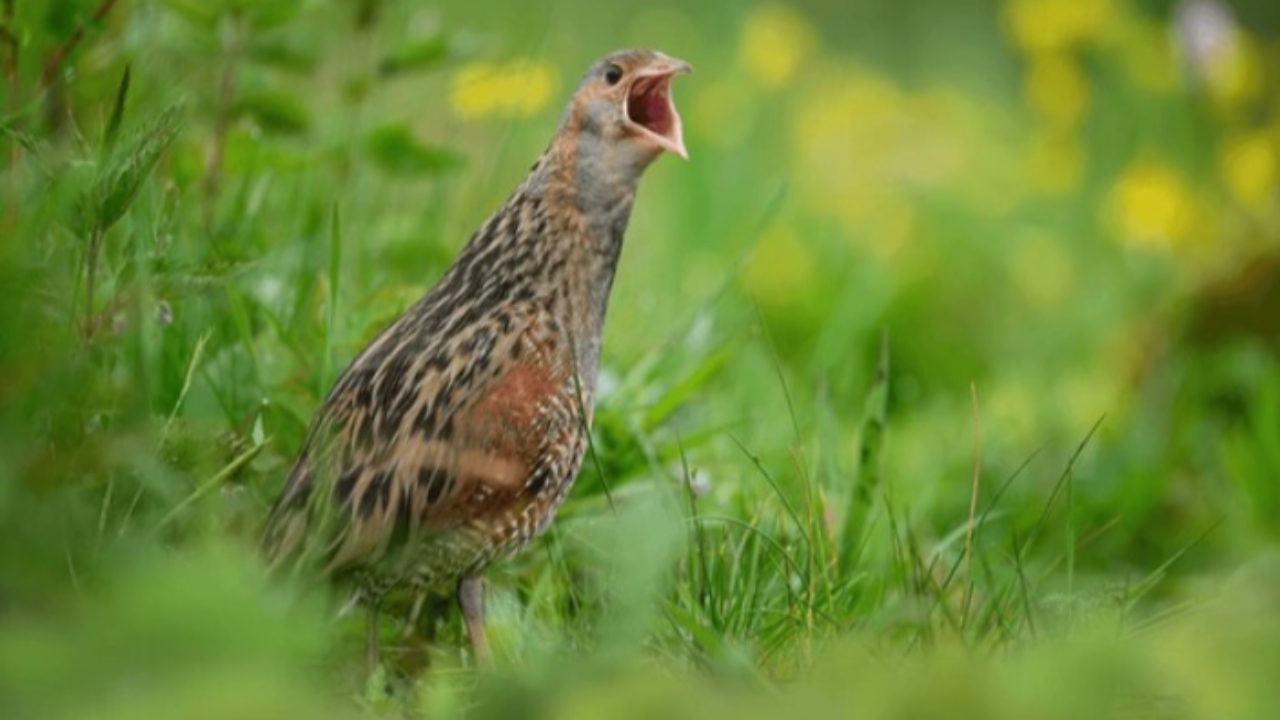 Hautes-Alpes : le râle des genêts, une espèce rare, aperçue dans le Queyras Hautes-Alpes : le râle des genêts, une espèce rare, aperçue dans le Queyras