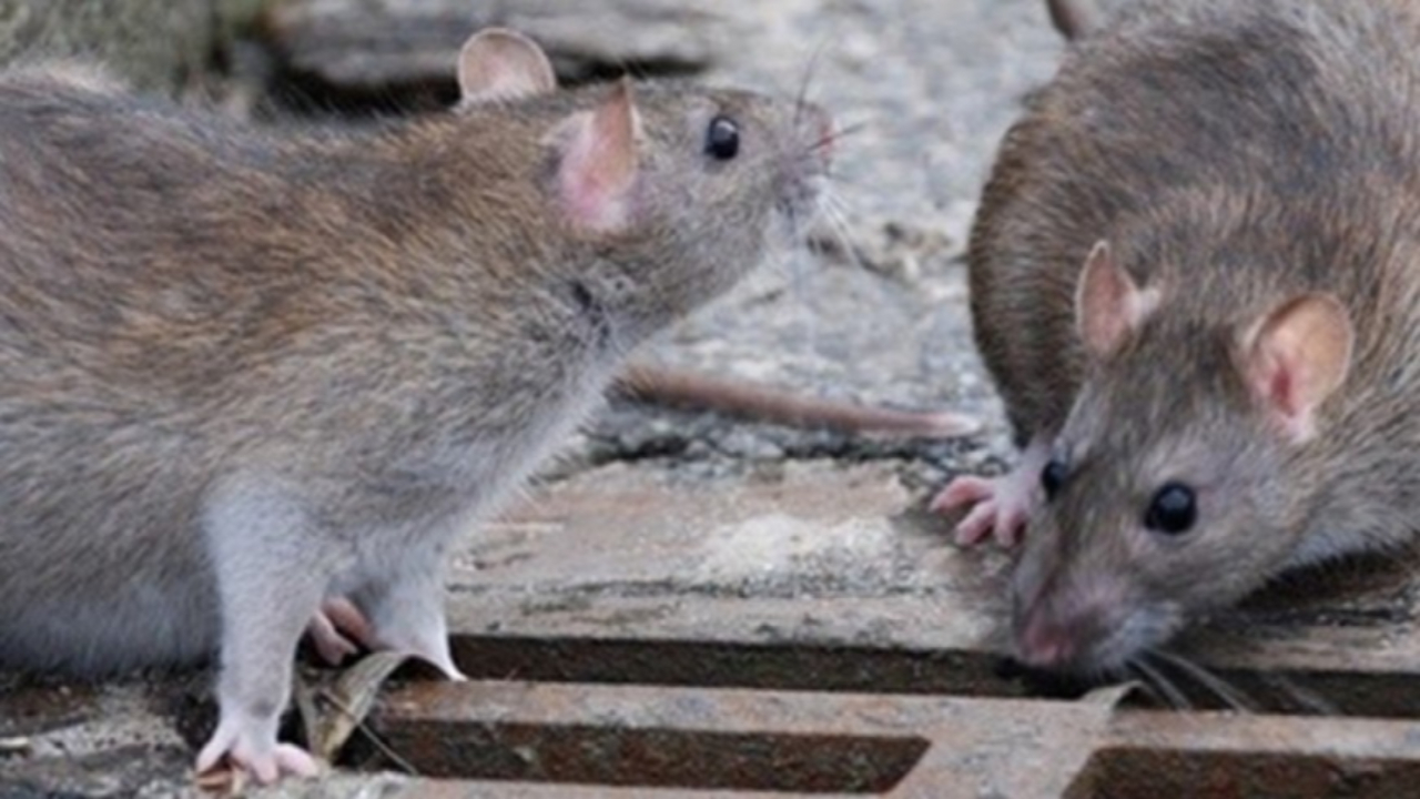 Hautes-Alpes : on dératise à Gap Hautes-Alpes : on dératise à Gap